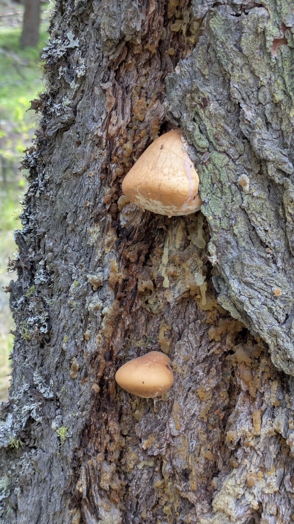 Cryptoporus volvatus