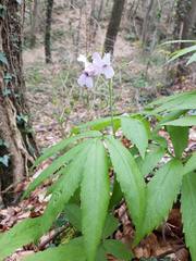 Cardamine heptaphylla