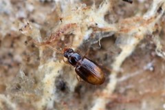 Mioptachys flavicauda