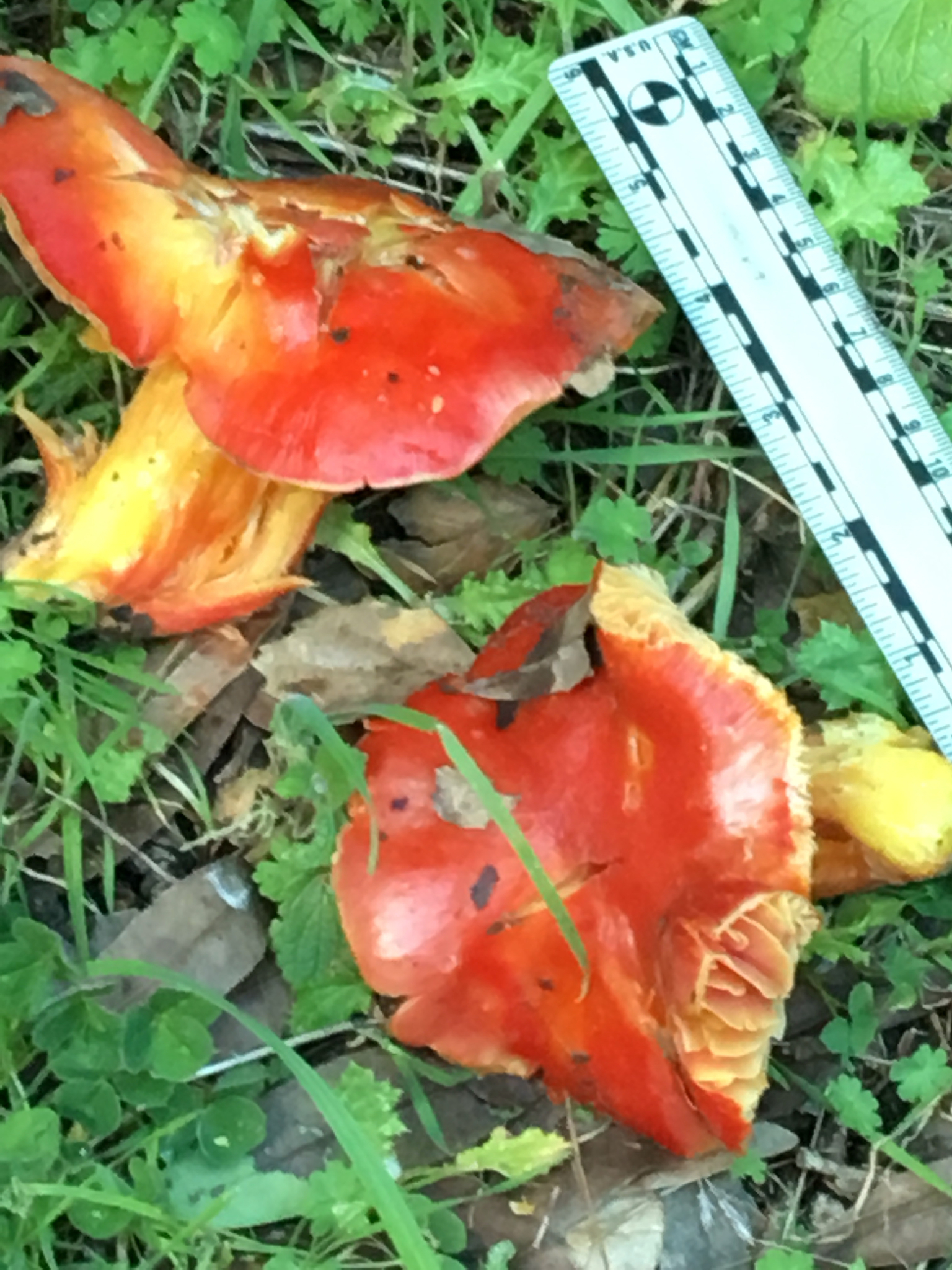 Hygrocybe splendidissima image