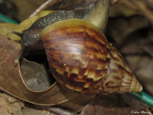 Lissachatina fulica