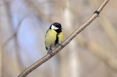 Parus major