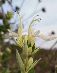 Teucrium fruticans