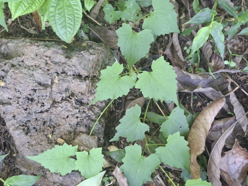 Mikania cordata observed 2026-04-25