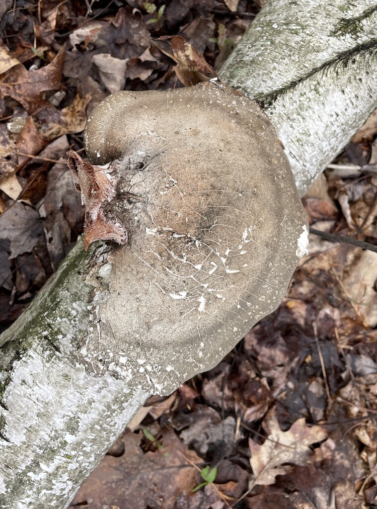 Fomitopsis betulina · April 2026 · photo: © cotterh (iNaturalist, cc-by)