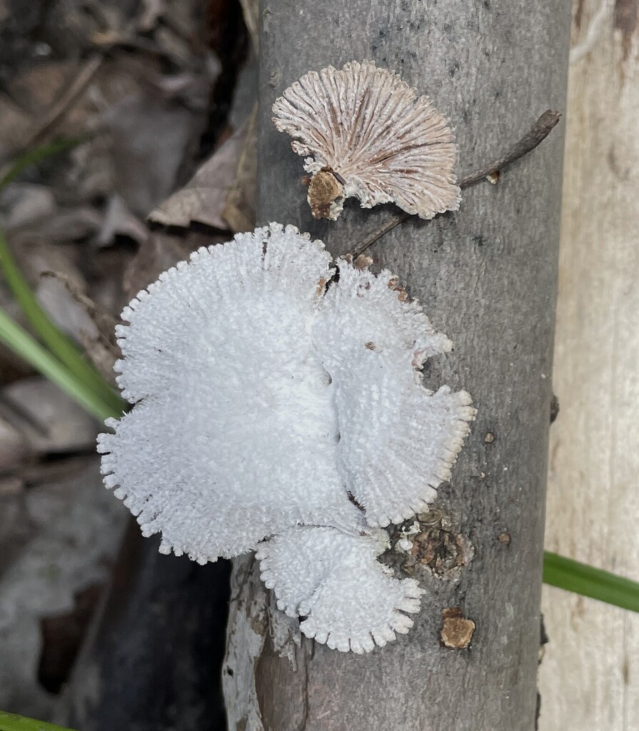 Schizophyllum commune · April 2026 · photo: © cotterh (iNaturalist, cc-by)