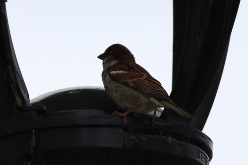 House Sparrow