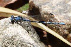 Argia elongata