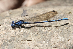 Argia elongata
