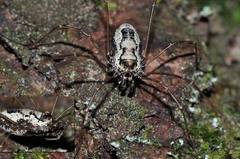 Platybunus pinetorum