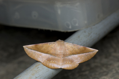 Sarcinodes yaeyamana