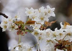 Prunus jamasakura