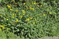 Doronicum austriacum