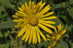 Doronicum austriacum