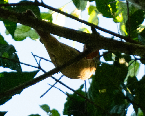 Brown Tanager (Orchesticus abeillei), photo 9