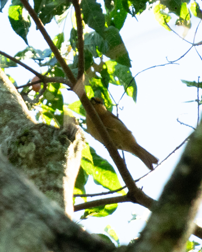 Brown Tanager (Orchesticus abeillei), photo 4