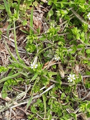 Holosteum umbellatum