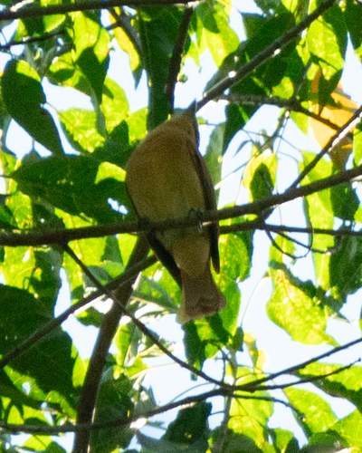 Brown Tanager (Orchesticus abeillei), photo 10