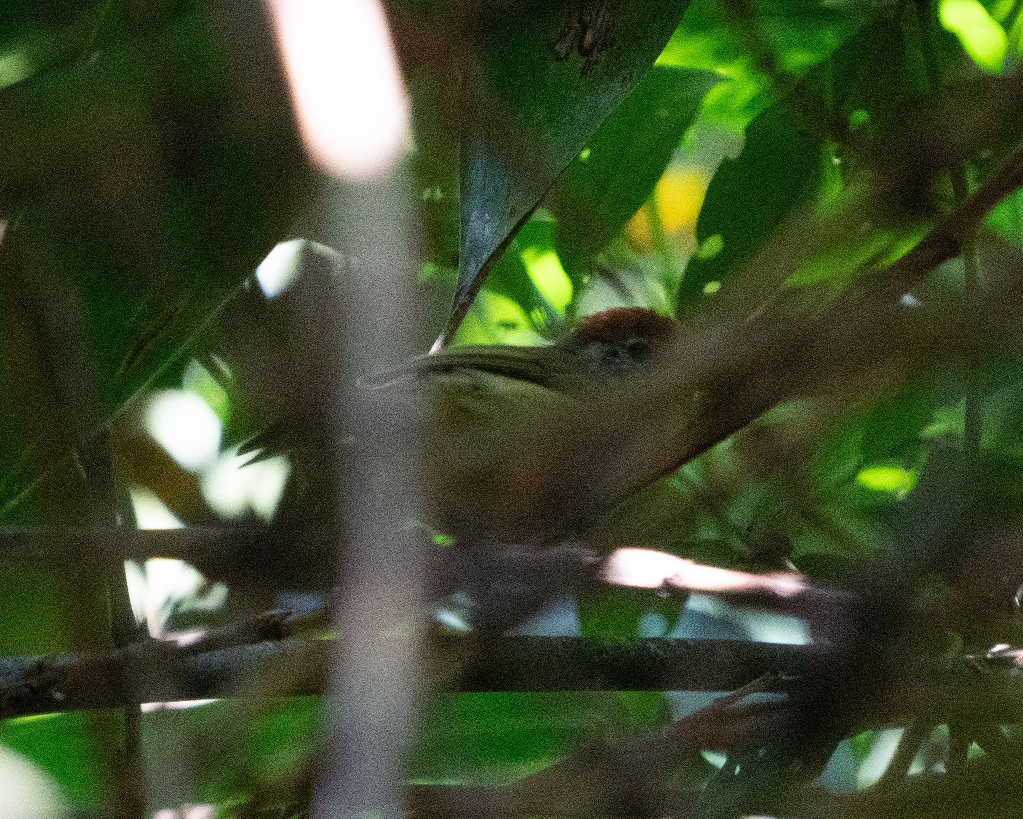 Rufous-crowned Greenlet (Hylophilus poicilotis), photo 9