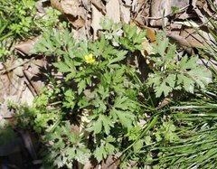 Ranunculus cantoniensis