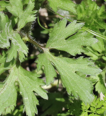 Ranunculus cantoniensis
