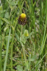 Trifolium spadiceum