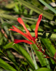Pitcairnia flammea, photograph author not stated, no rights reserved
