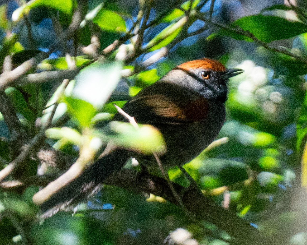 Spix's Spinetail (Synallaxis spixi), photo 5