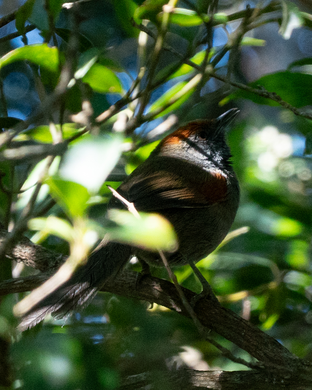 Spix's Spinetail (Synallaxis spixi), photo 7