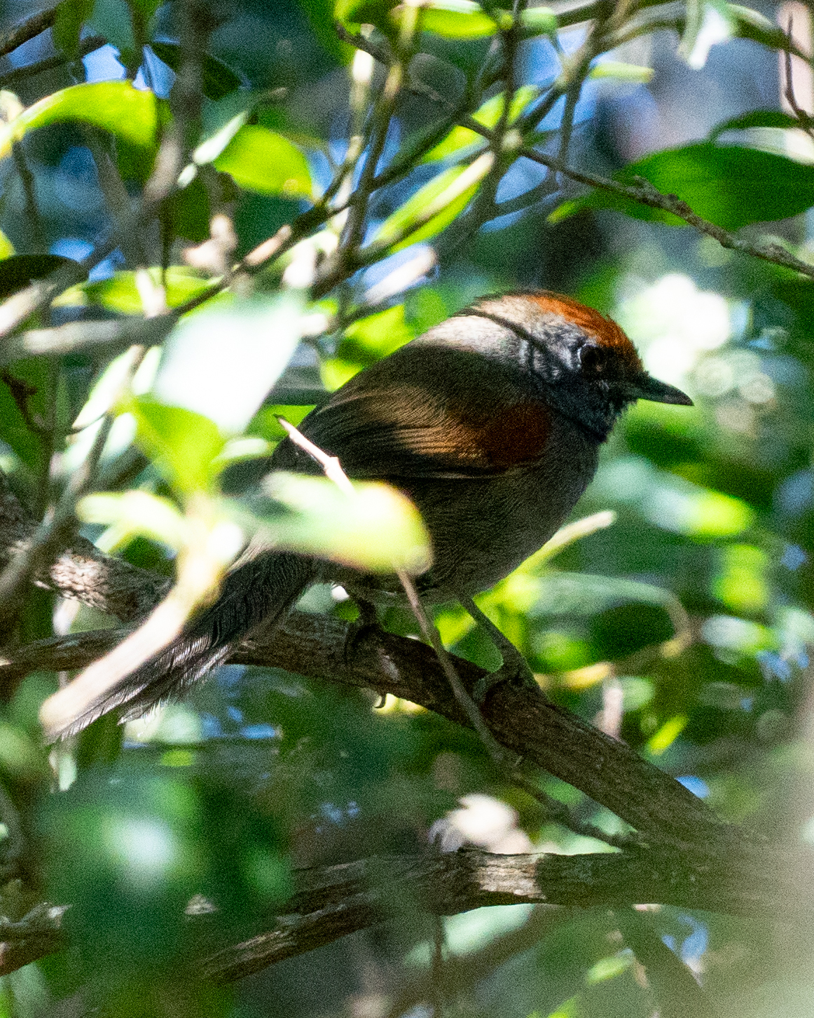 Spix's Spinetail (Synallaxis spixi), photo 6