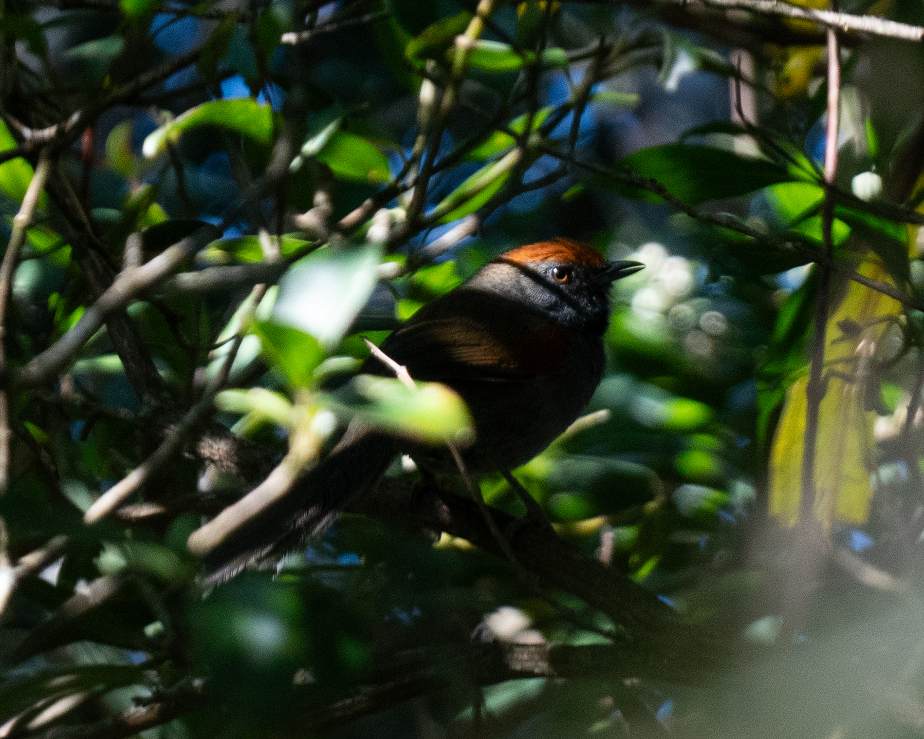 Spix's Spinetail (Synallaxis spixi), photo 4