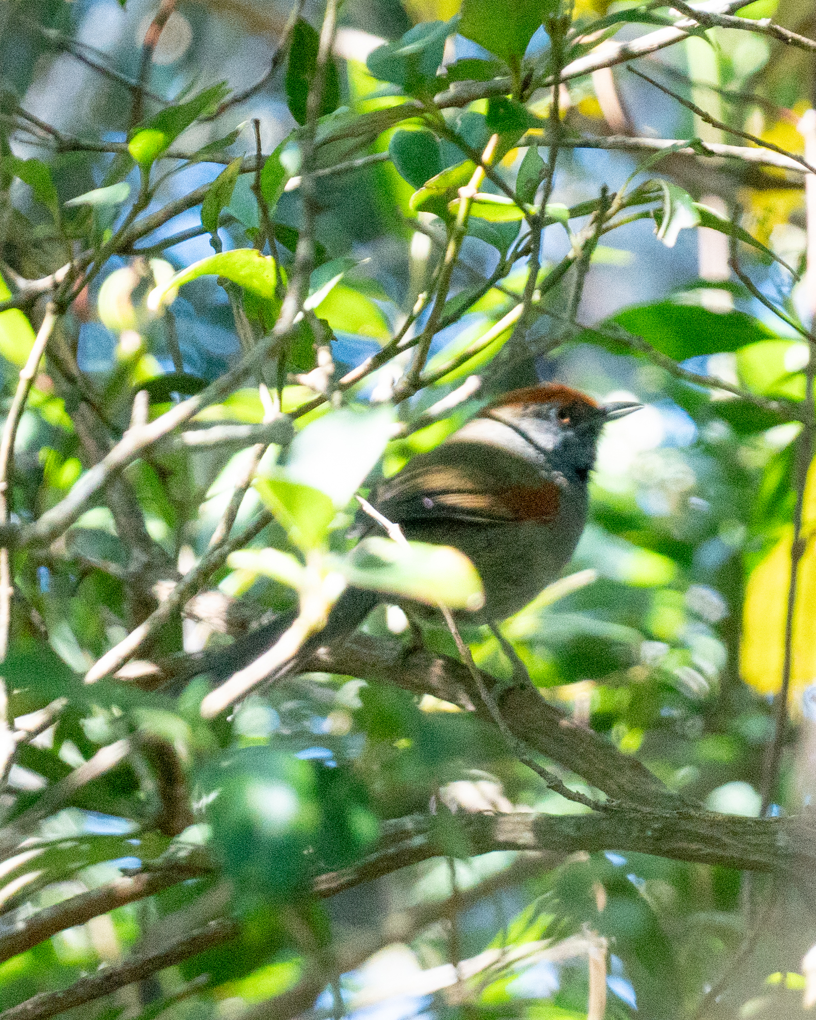 Spix's Spinetail (Synallaxis spixi), photo 8