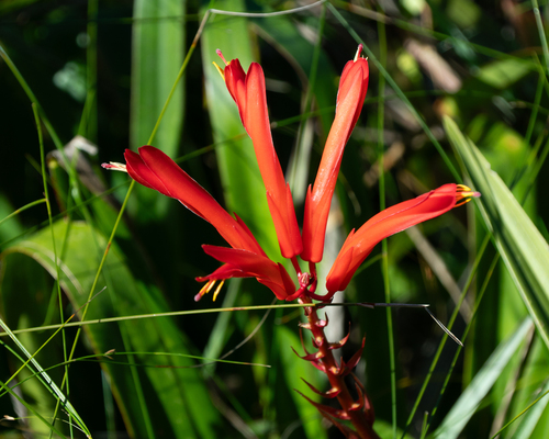 Pitcairnia flammea, photograph 5