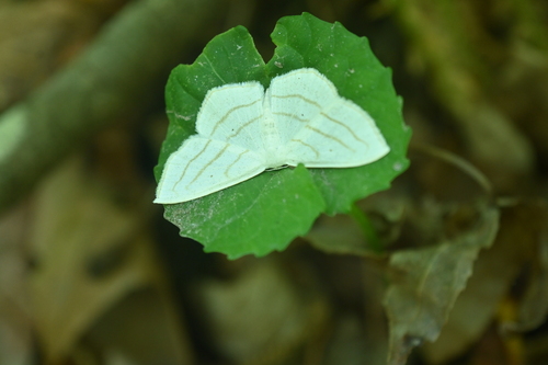 Scopula ordinata photo 5