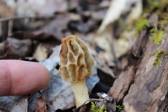 Morchella diminutiva