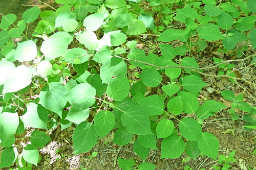 Hydrangea radiata
