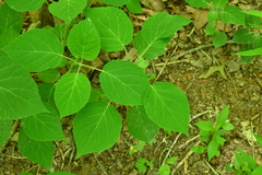 Hydrangea radiata, photograph (c) Grace Merkert, some rights reserved (CC BY)