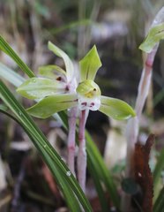 Cymbidium goeringii
