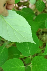 Hydrangea radiata, photograph (c) Grace Merkert, some rights reserved (CC BY)