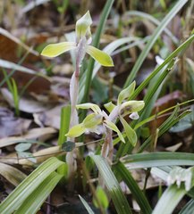 Cymbidium goeringii