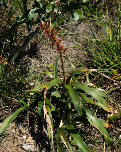 Pitcairnia flammea, photograph 4