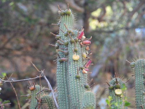 Cleistocactus parviflorus, photograph 2