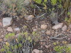 Tachymenis peruviana