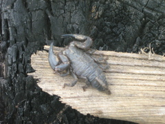 Opisthacanthus elatus