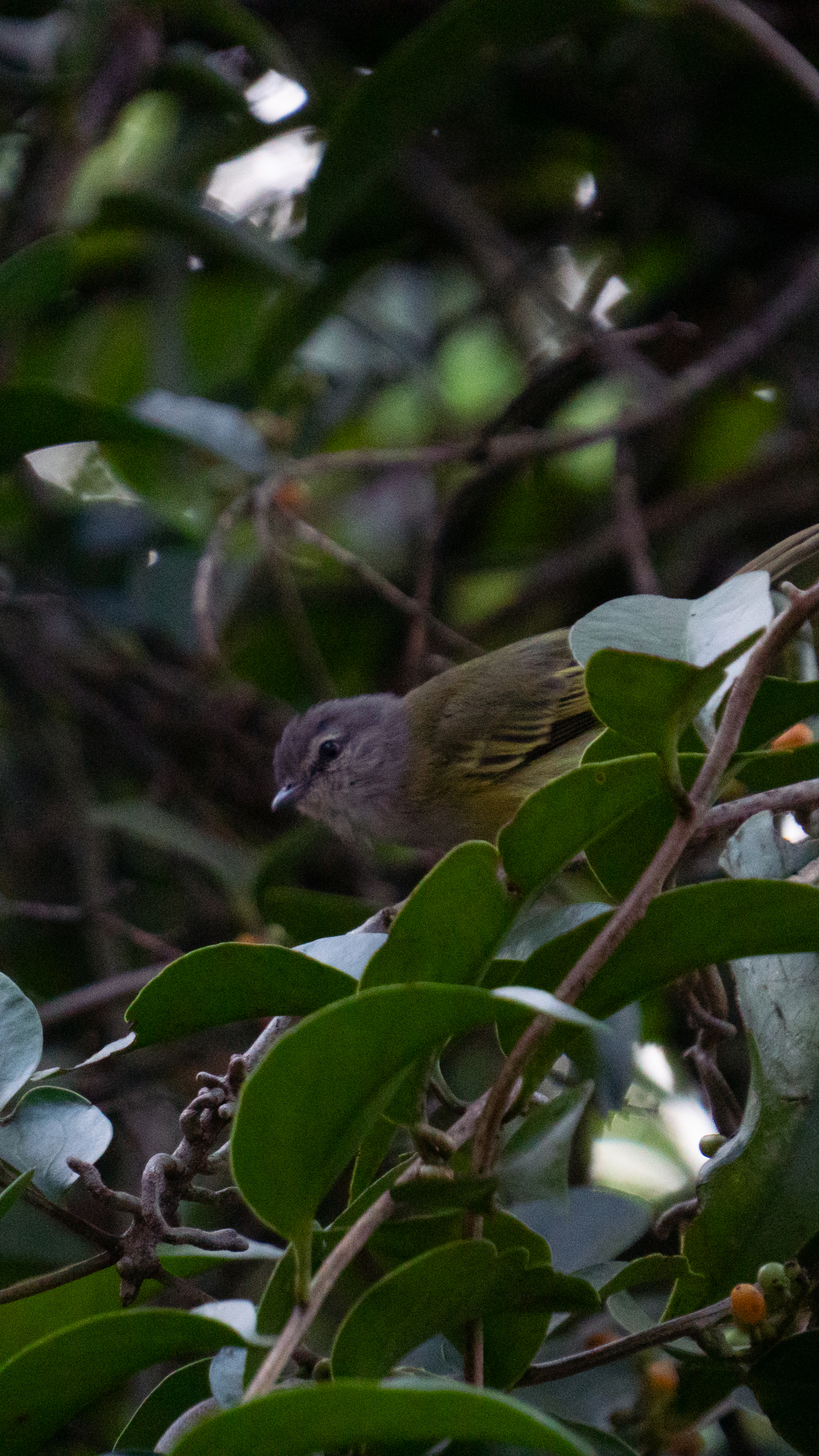 Grey-capped Tyrannulet (Phyllomyias griseocapilla), photo 9