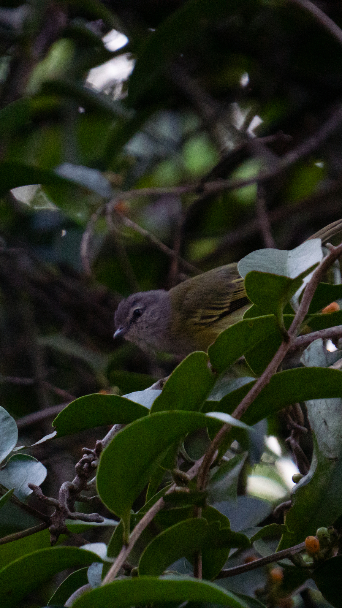 Grey-capped Tyrannulet (Phyllomyias griseocapilla), photo 10