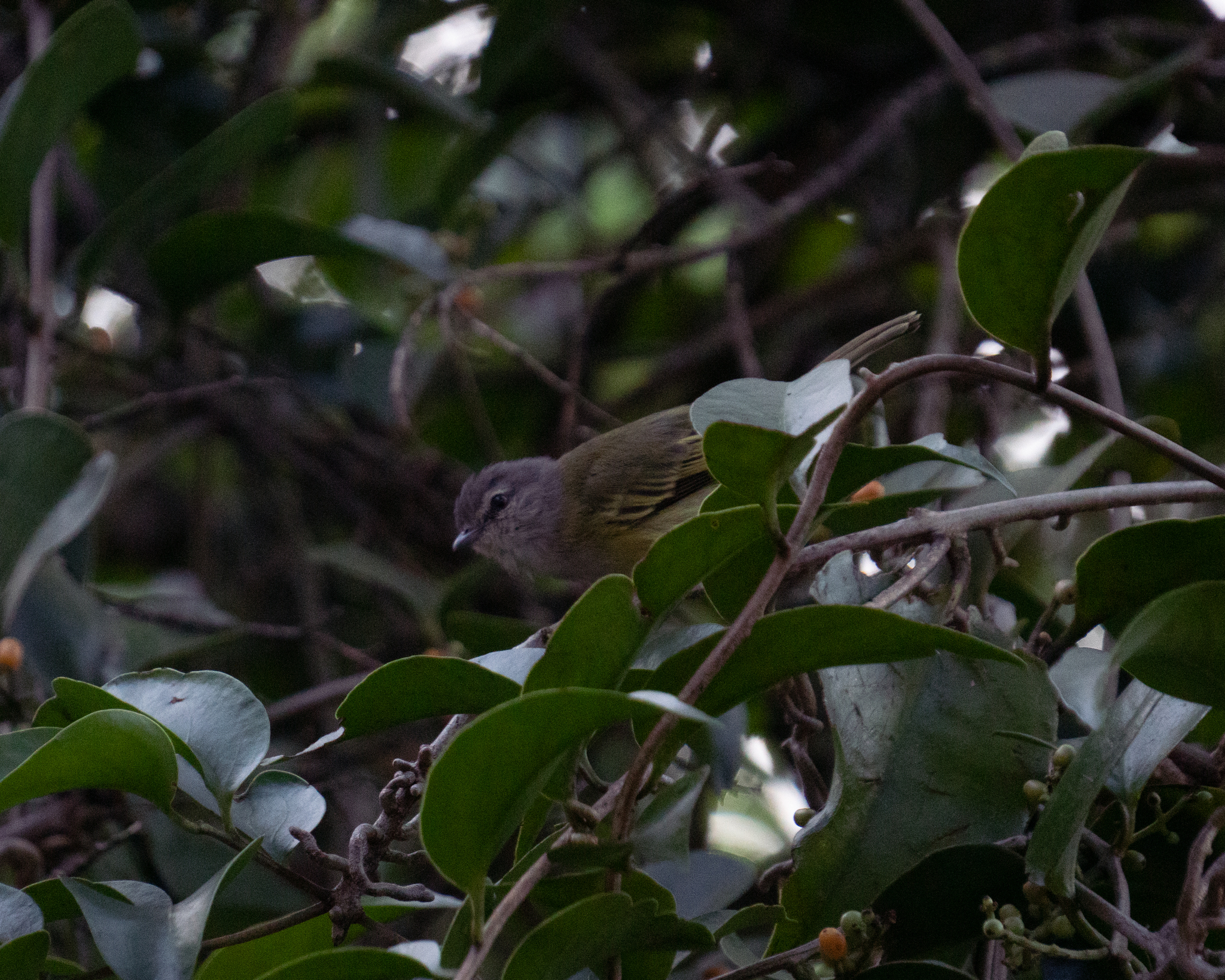 Grey-capped Tyrannulet (Phyllomyias griseocapilla), photo 8