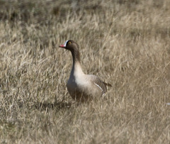 Anser erythropus