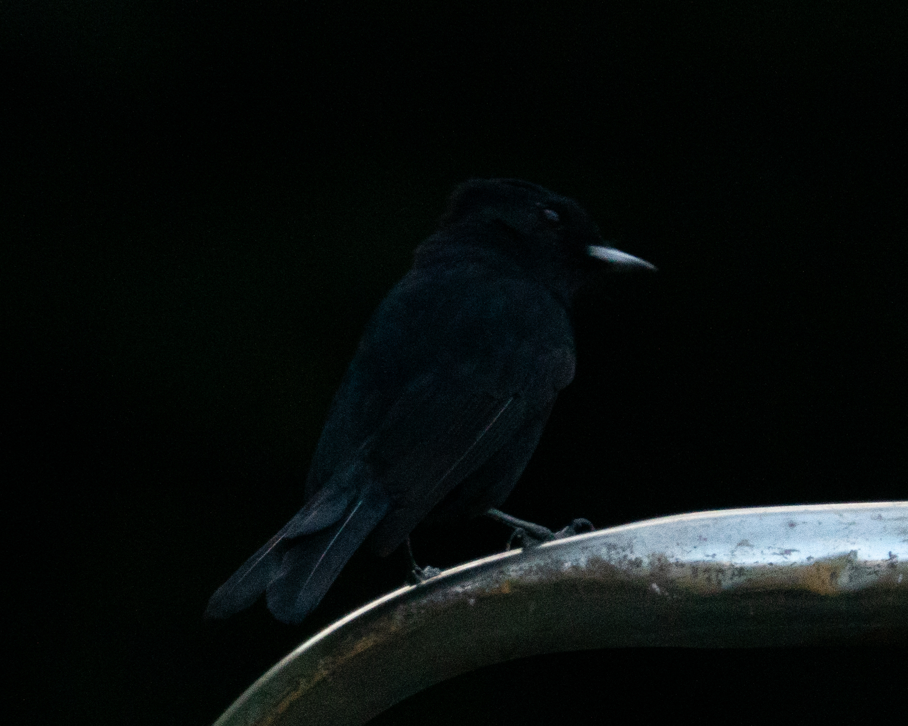 Velvety Black Tyrant (Knipolegus nigerrimus), photo 4