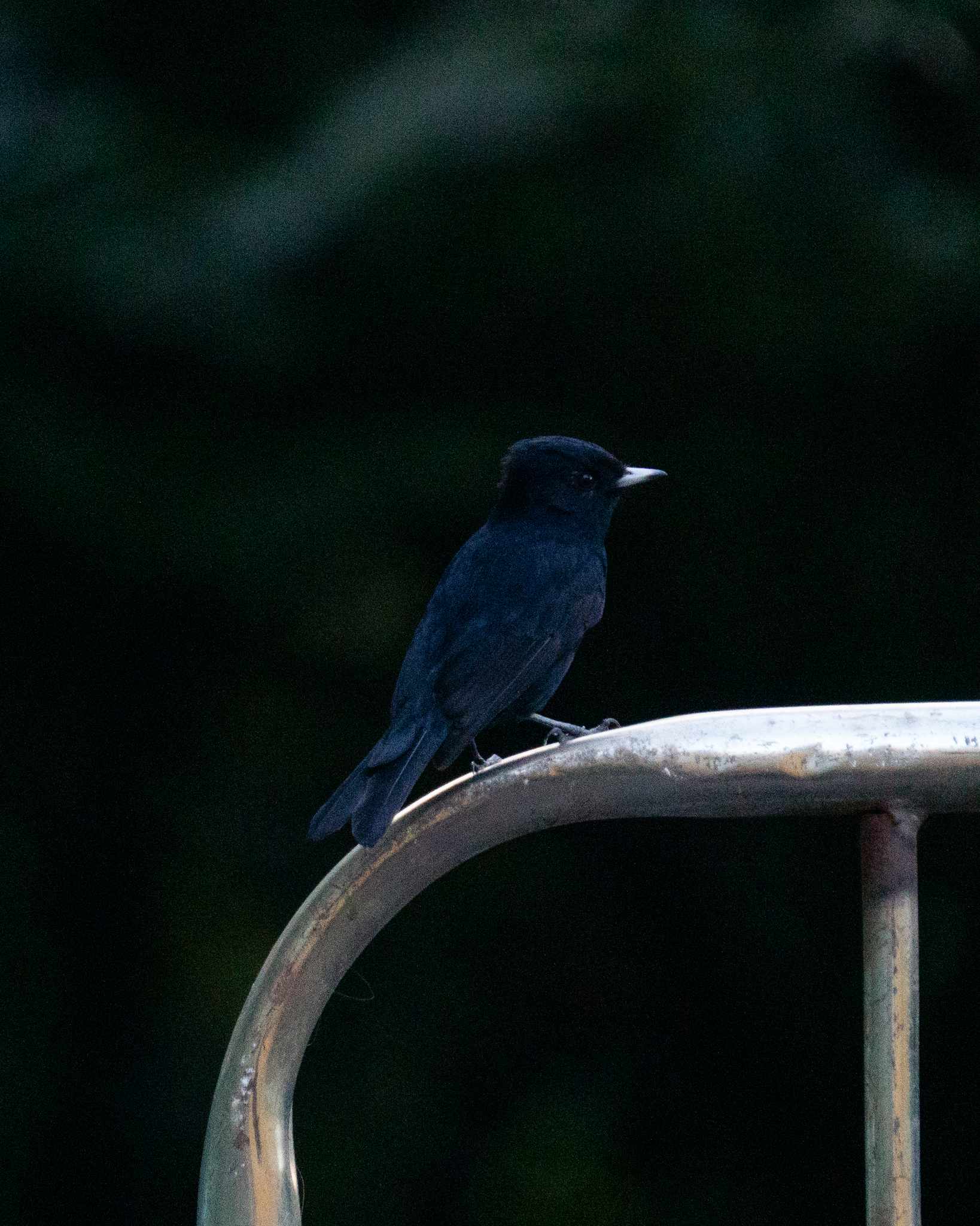 Velvety Black Tyrant (Knipolegus nigerrimus), photo 3